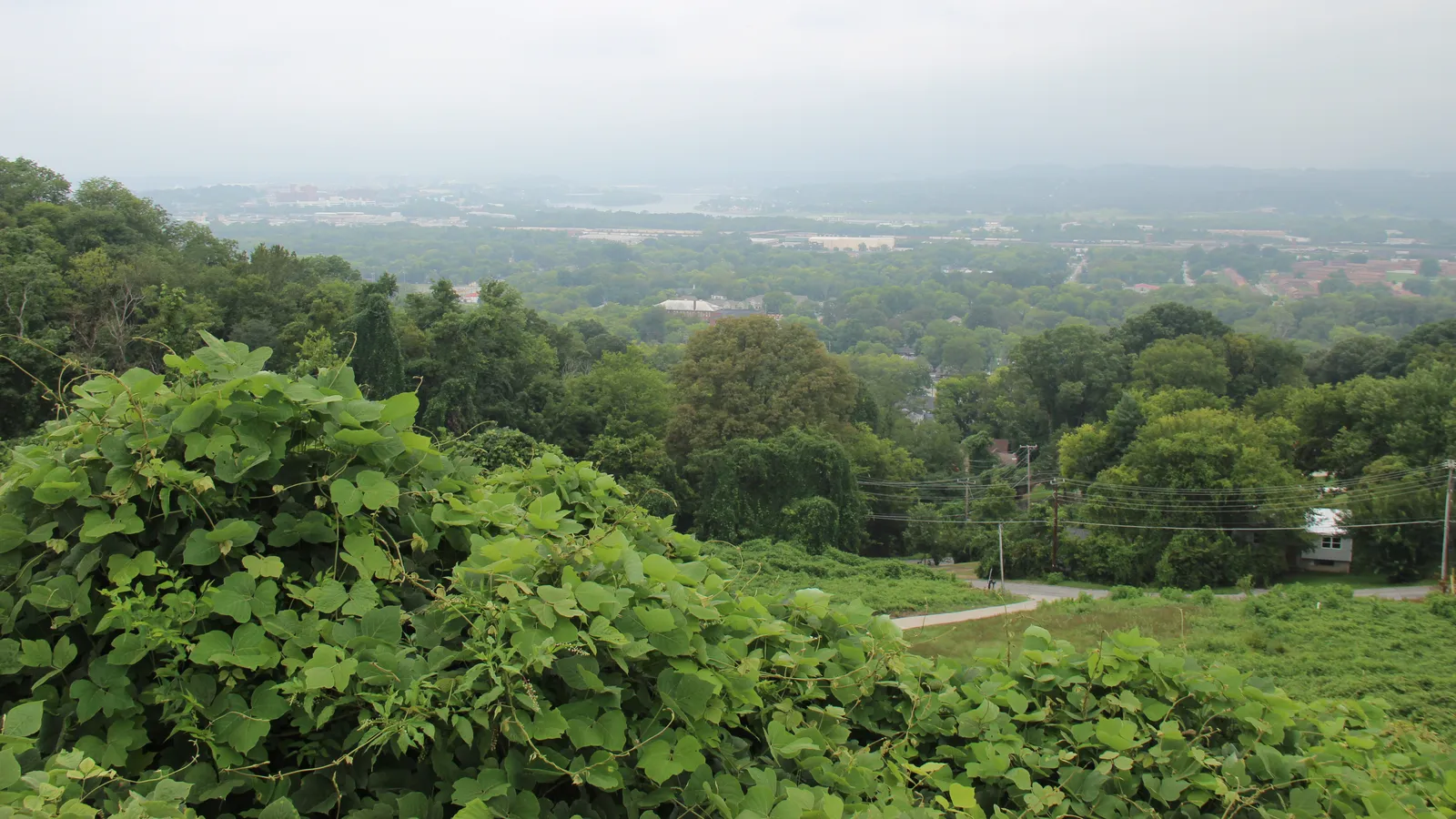 Kudzu blanketing a wooded slope on Missionary Ridge, the ridge just west of East Ridge, TN