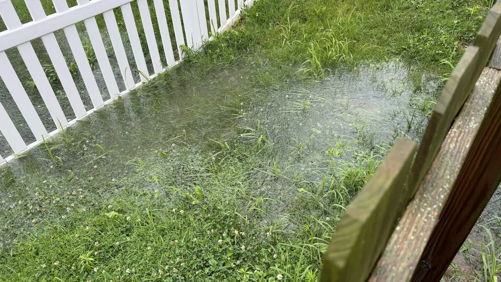 Rainwater standing in a backyard lawn along a picket fence after a heavy rain