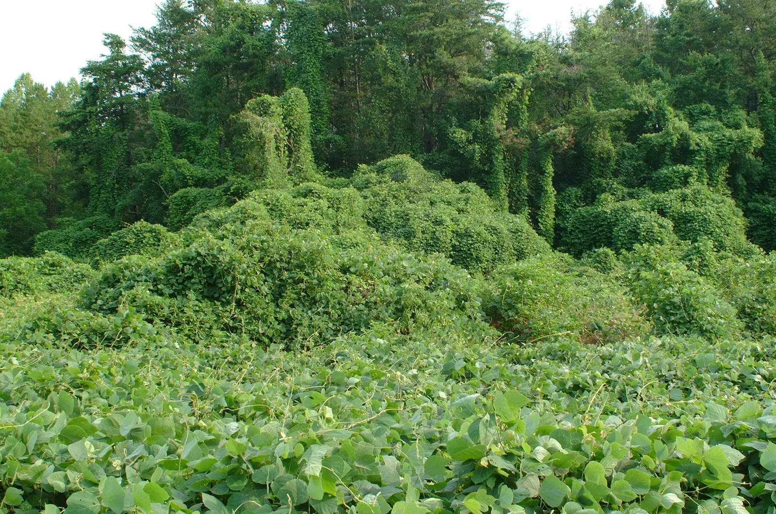 A lot buried under a solid blanket of kudzu vines