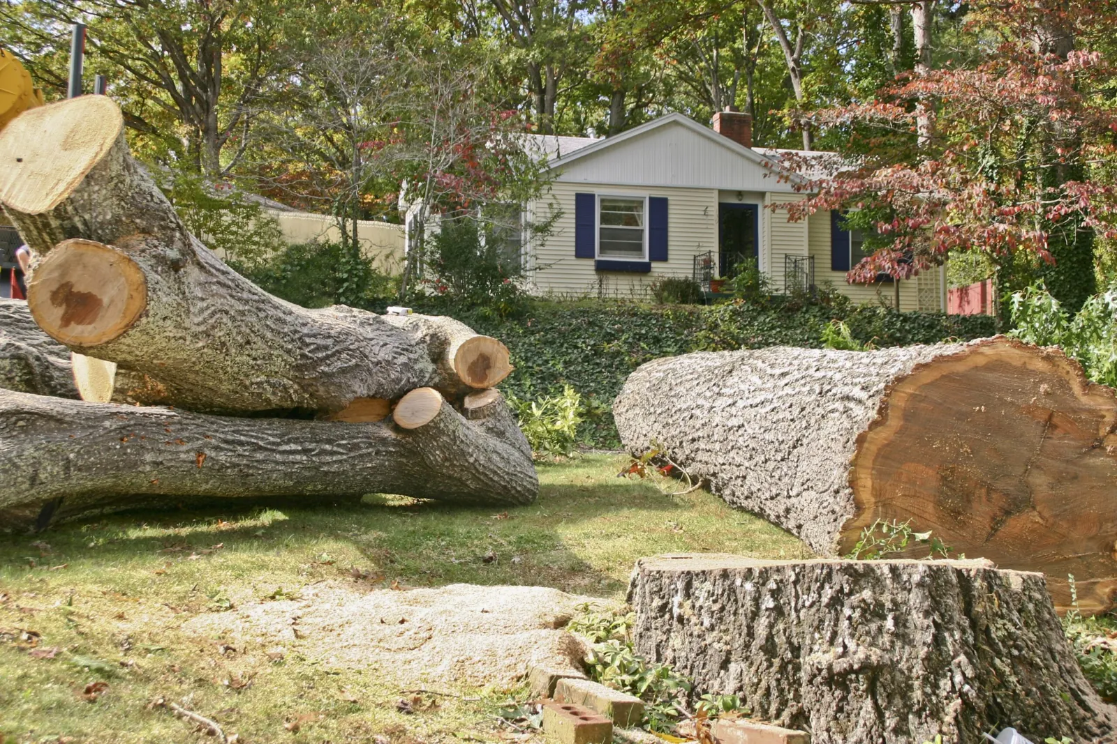 Large hardwood taken down and cut into sections on a residential lawn