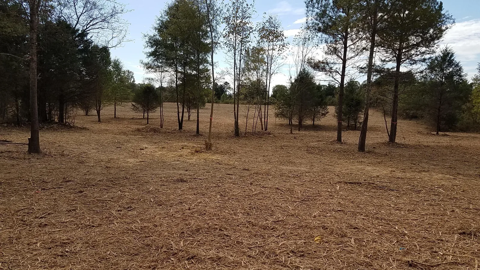 Open woods after underbrushing, with mulch on the ground and the trees left standing