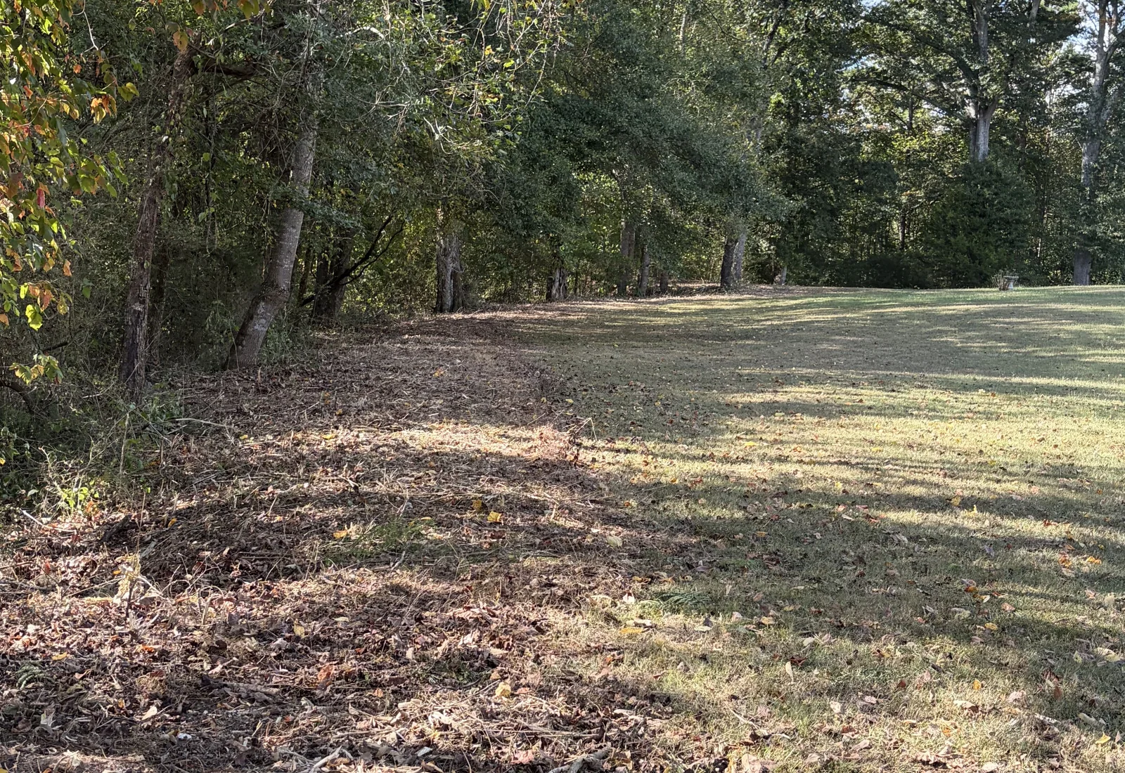 A wood line cleared back to the trunks by underbrushing, the brush mulched and the trees left standing