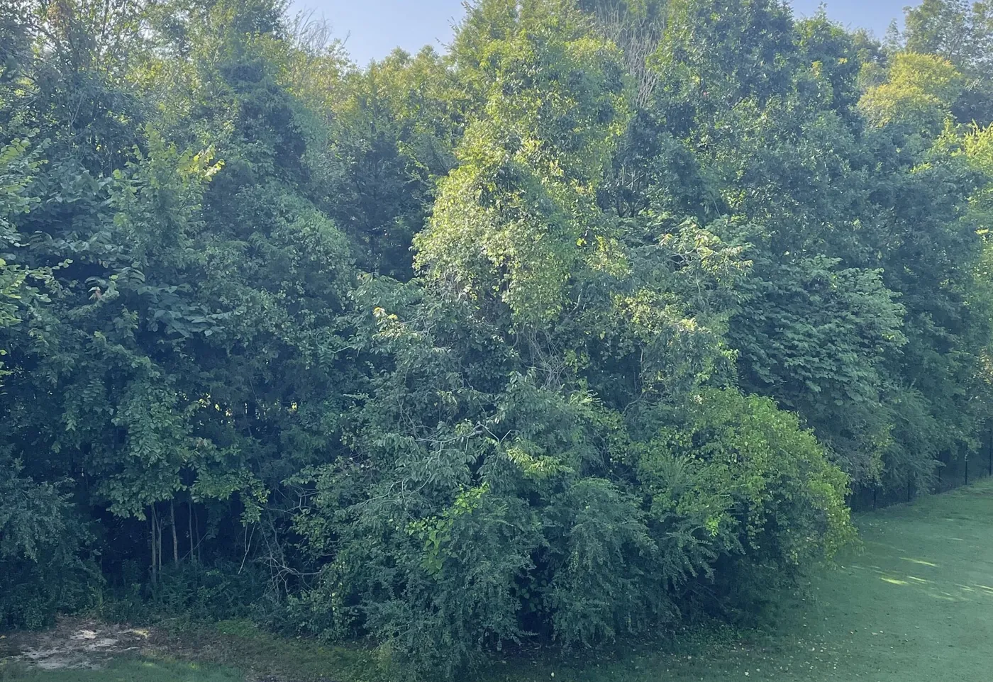 Overgrown tree line crowding the back of a customer's yard before clearing